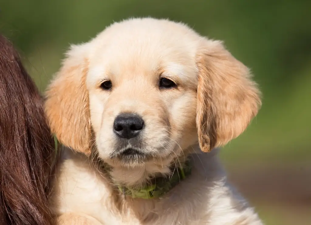 Free golden retriever puppy held