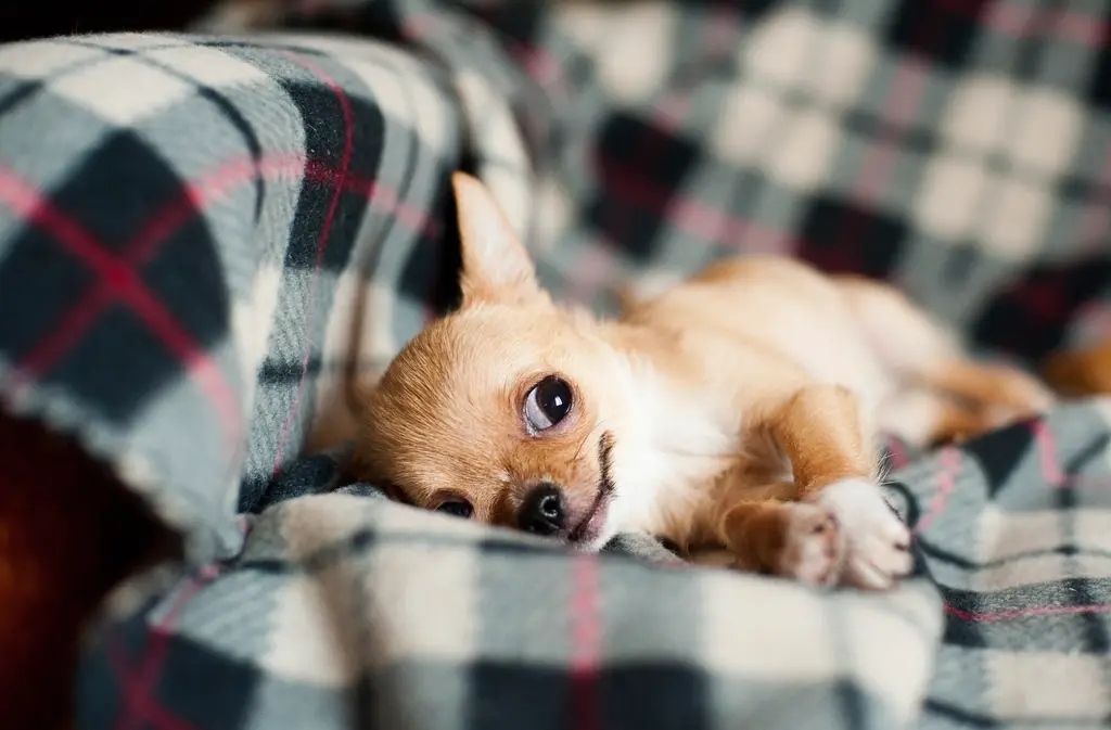 Free cute chihuahua puppy background