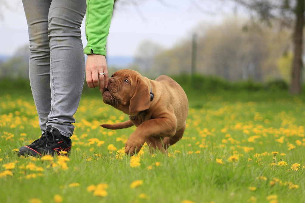 Brown dog smelling woman