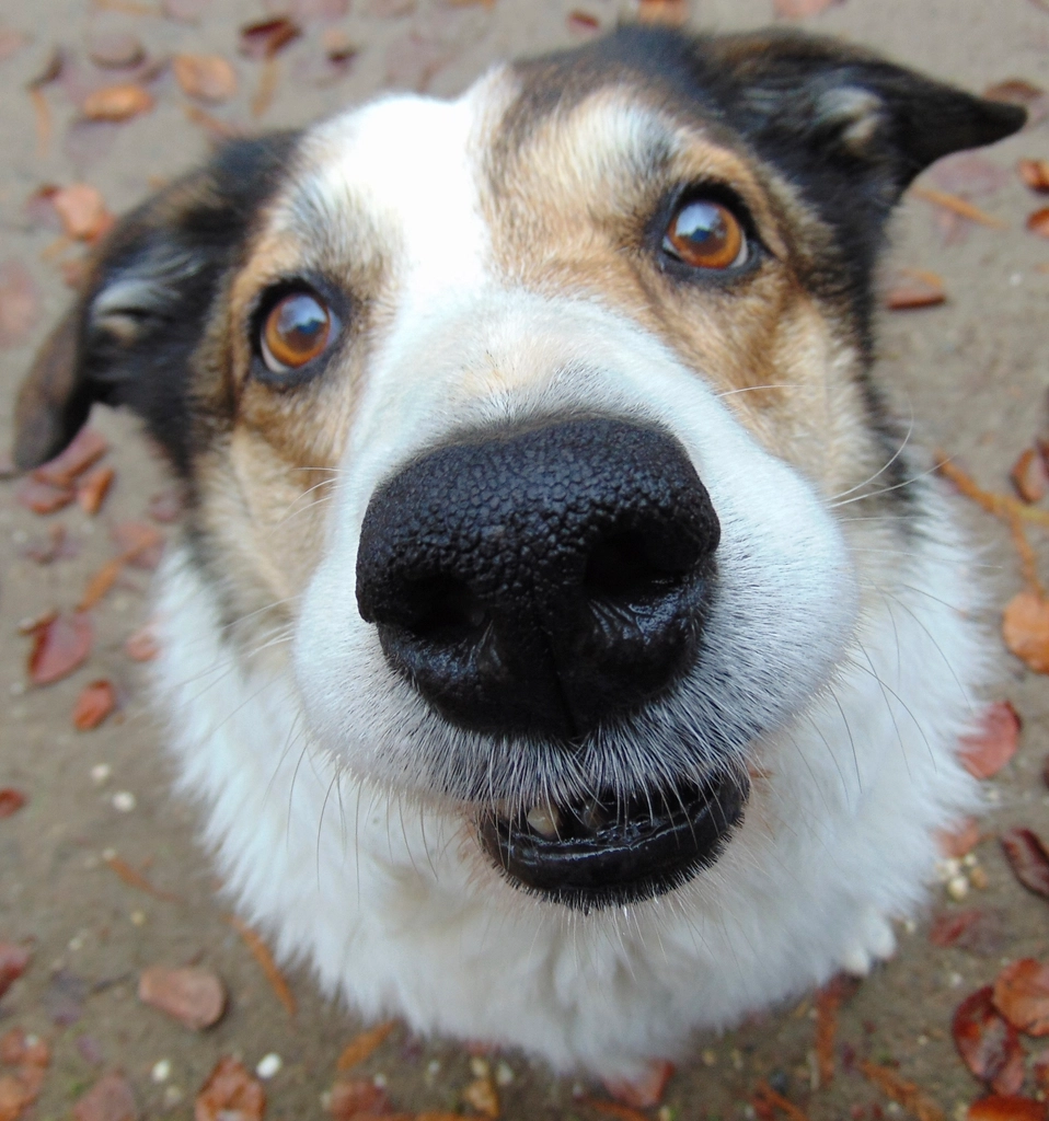 Close dog nose