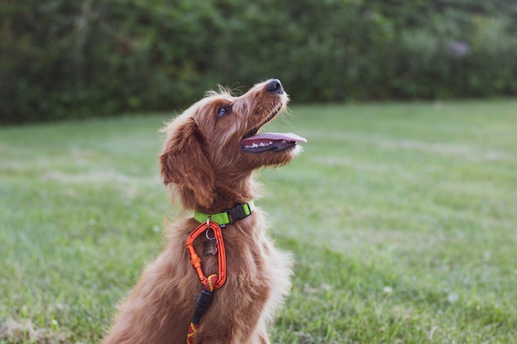 Free shaping med din hund: Så lär du hunden att tänka själv