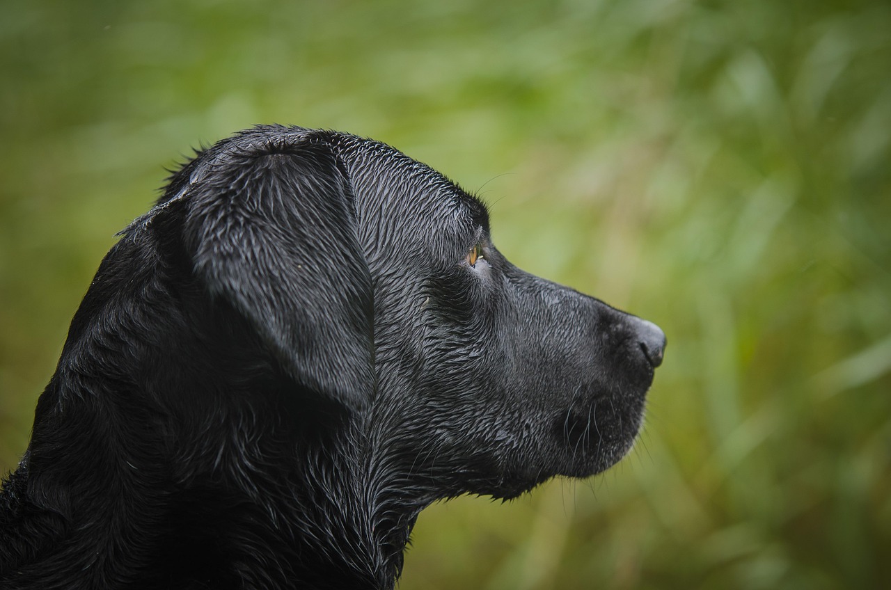 Labrador Retriever - varför du INTE borde skaffa en labrador retriever, fetch, bird hunting, hunting labrador, labrador retriever, labrador retriever, labrador retriever, labrador retriever, labrador retriever