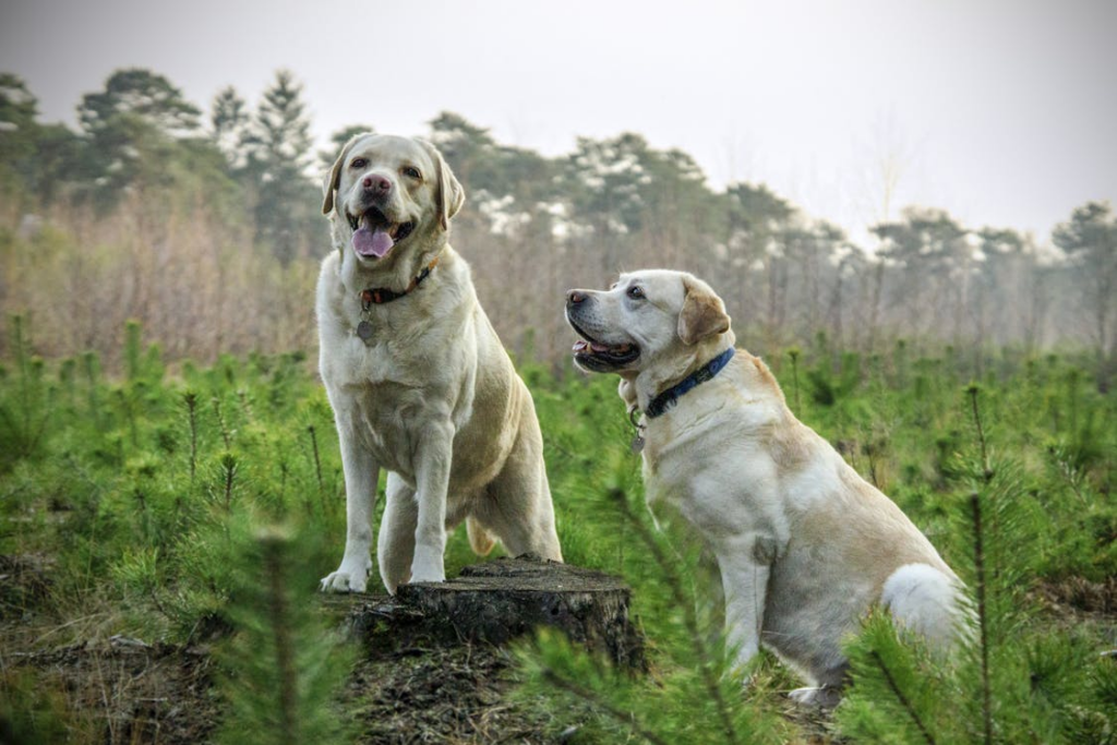 Labrador Retriever - varför du INTE borde skaffa en image