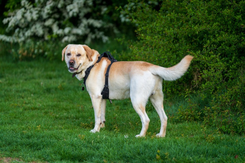 Labrador Retriever - varför du INTE borde skaffa en image