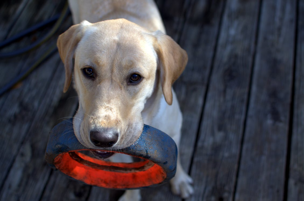 Labrador Retriever - varför du INTE borde skaffa en image