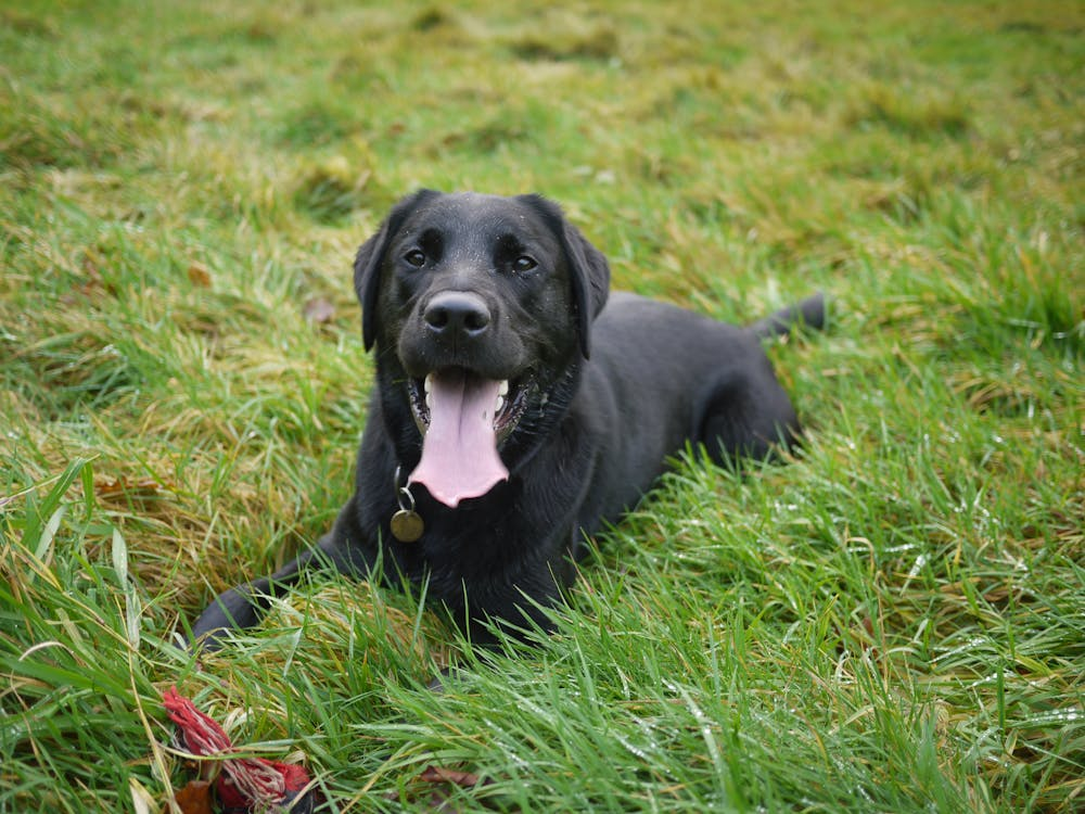 Labrador Retriever - varför du INTE borde skaffa en image