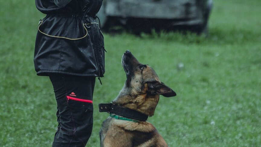 a woman training a dog