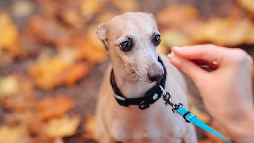 whippet dog sitting on a footpath with autumn leaves