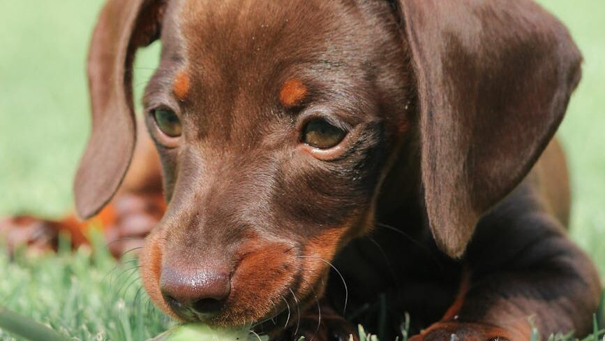 puppy dachshund eating a leaf in green grass