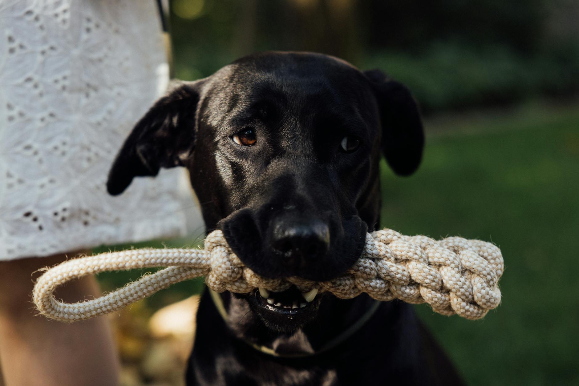 dog holding a rope in its mouth