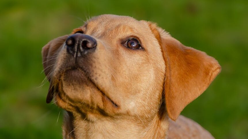 labrador welpe