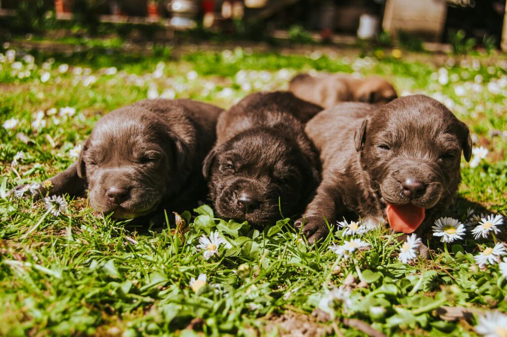 three brown coated puppies