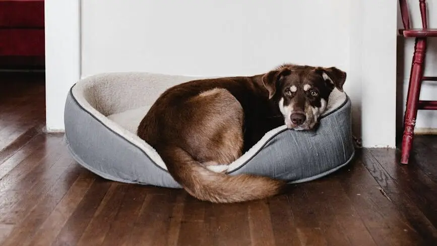 dog resting on pet bed