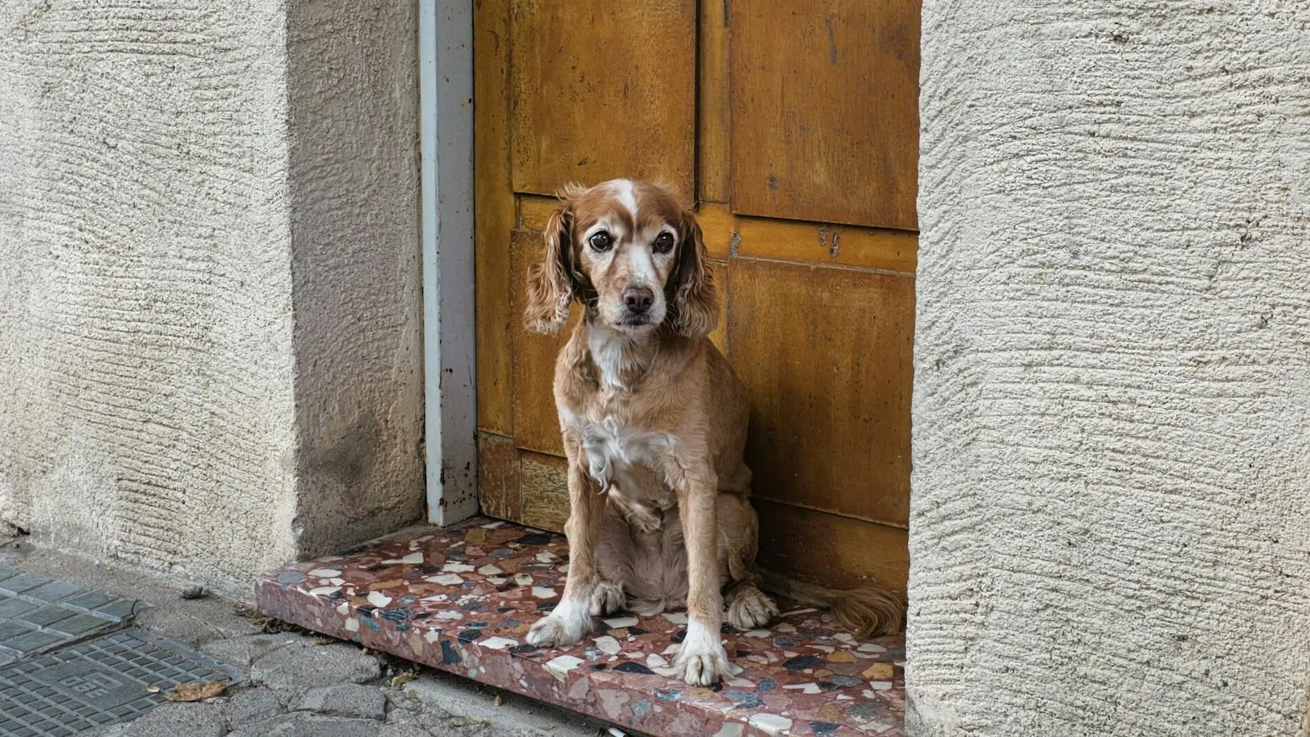 a dog sitting by a door