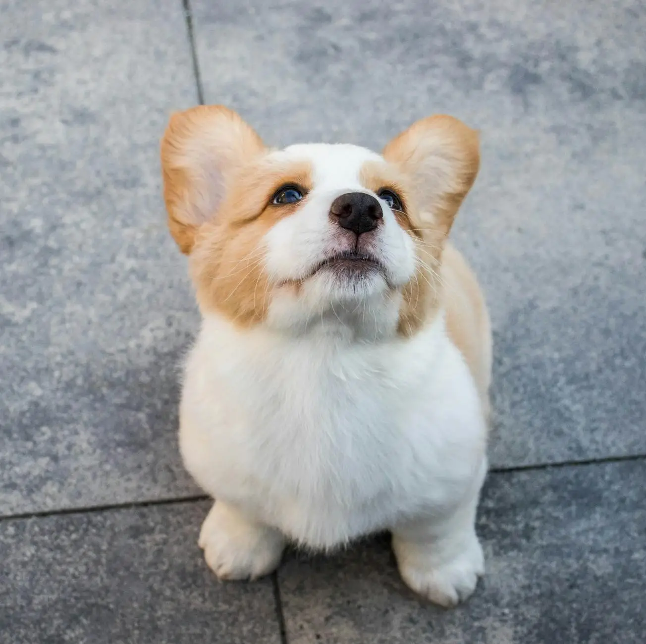 high angle photo of a corgi looking upwards