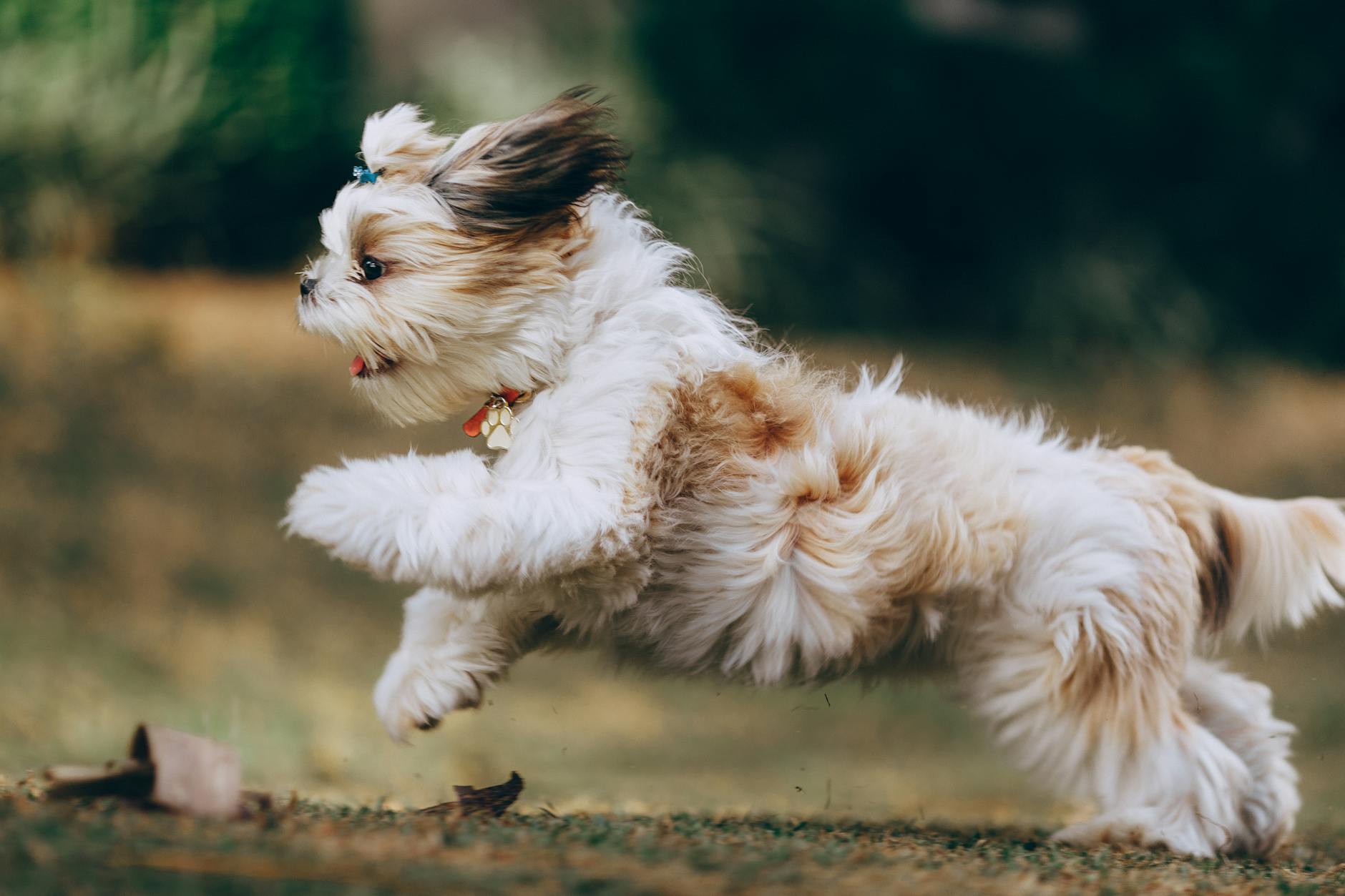 panning shot of a running shih tzu