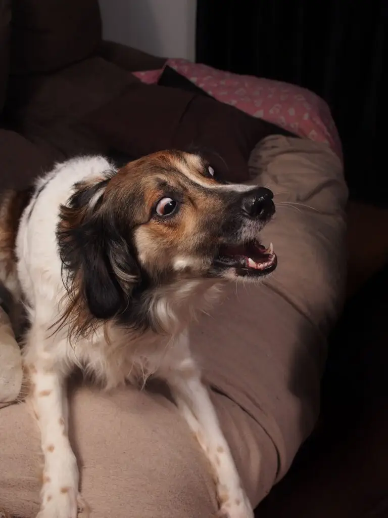 surprised mixed breed dog on couch indoors