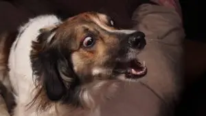 Få hunden att sluta skälla på dörren: såhär gör jag