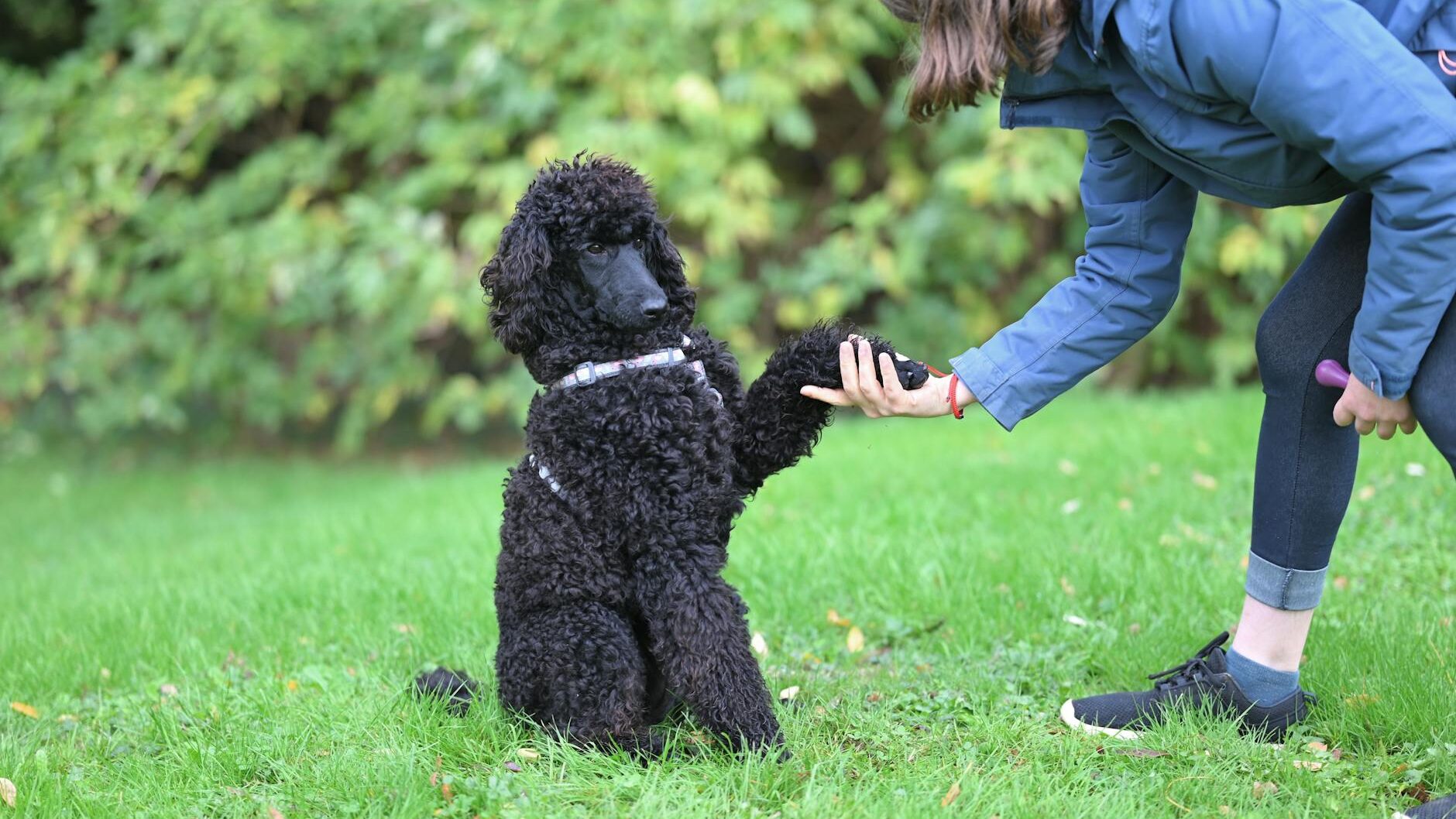 black poodle shaking hands with owner outdoors