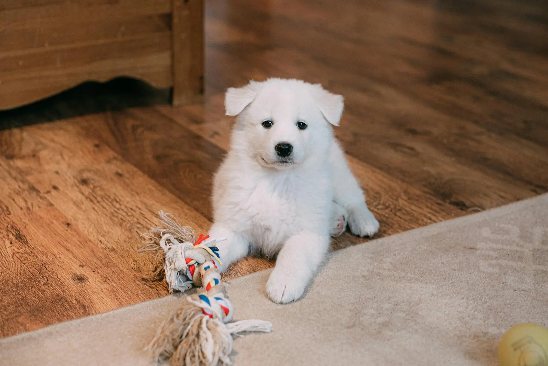 a puppy lying on wooden floor