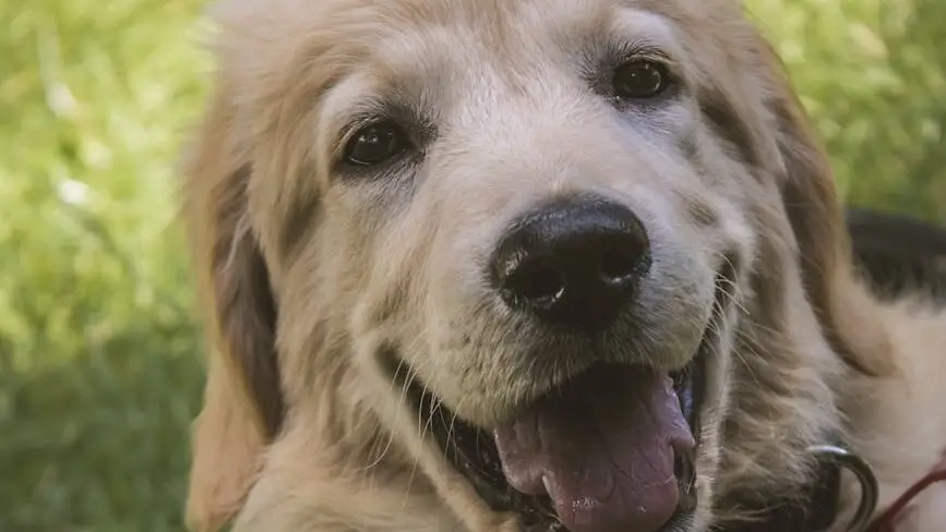 golden retriever puppy lying on green grass