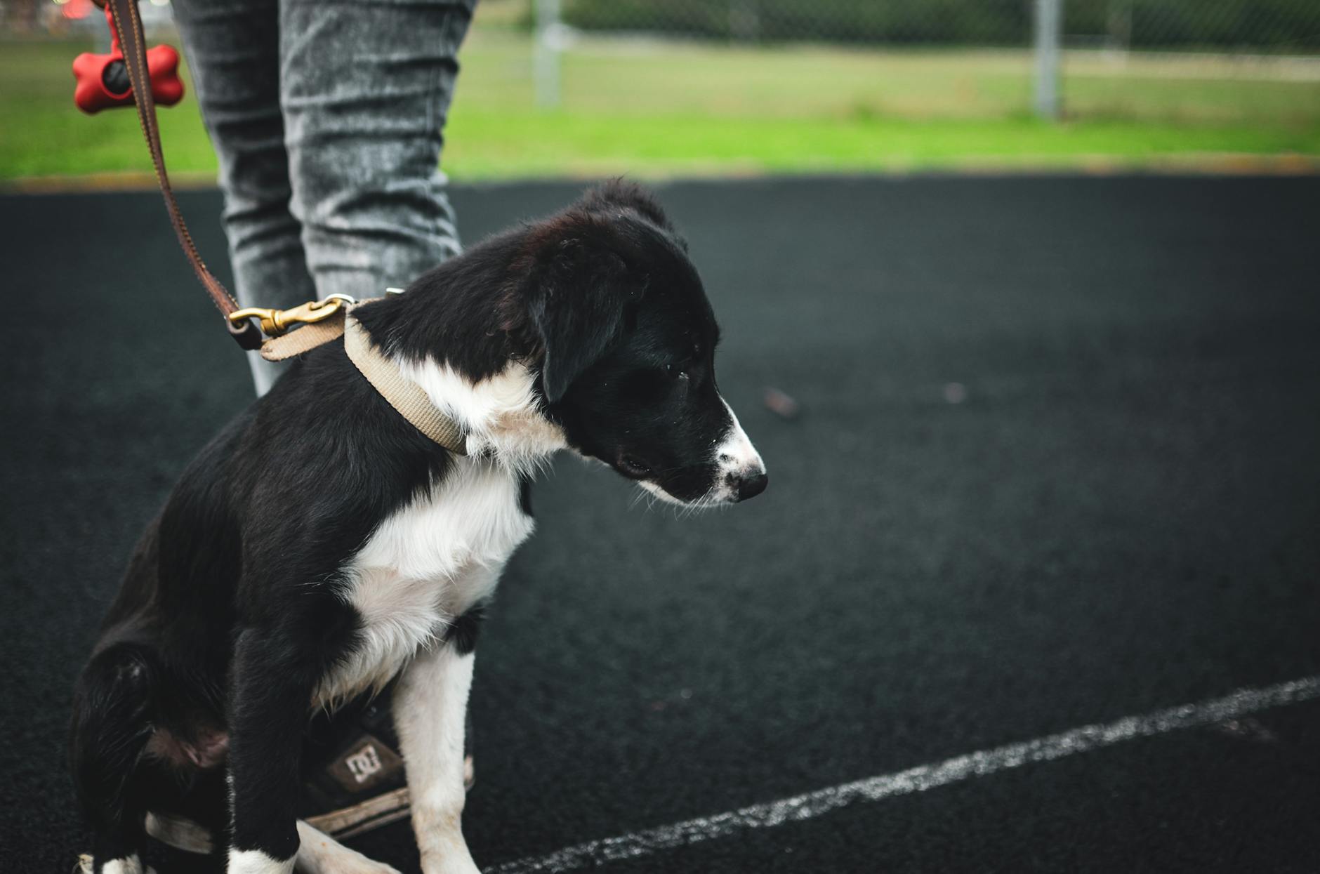 close up photo of a dog