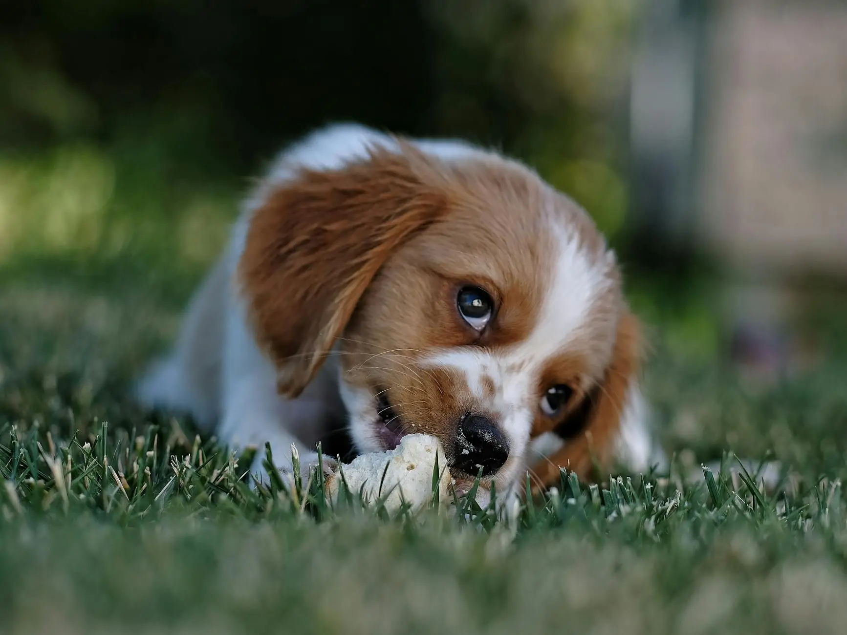 cute dog laying on the bed