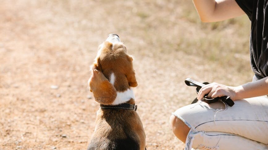 crop woman teaching dog tricks in nature