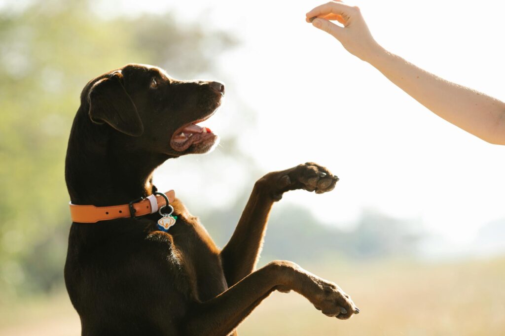 a person playing with a black dog