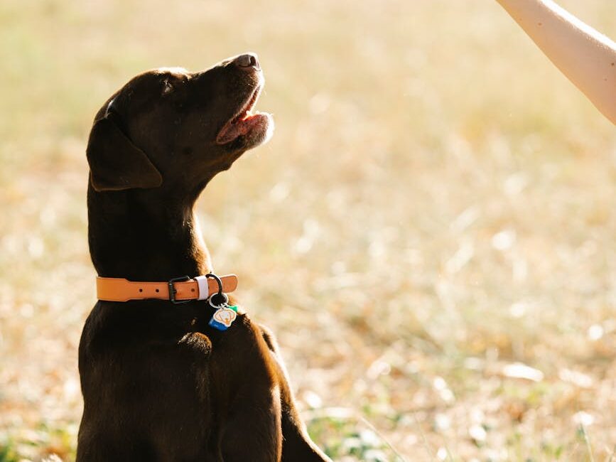 anonymous woman training labrador in countryside