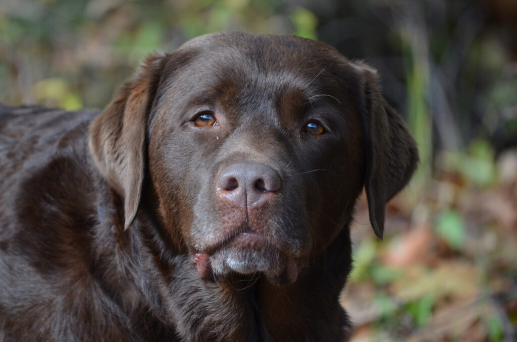 loveable chocolate labrador retriever dog