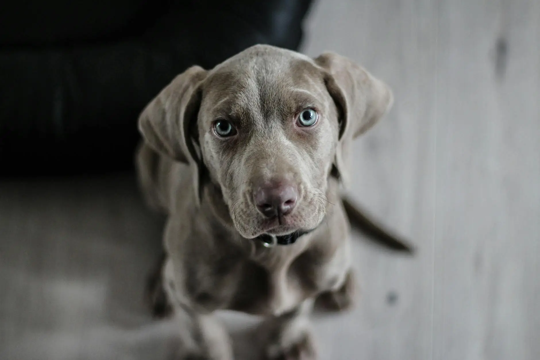 black short coat medium dog on floor